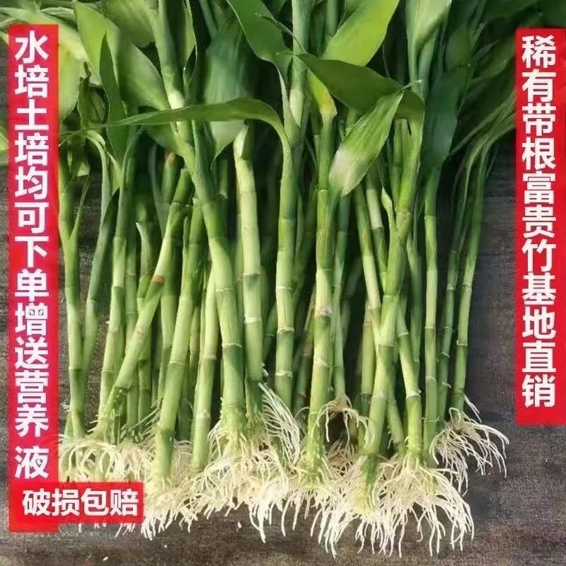 带根富贵竹有根须粗水培客厅办公室绿色植物花卉绿植基地批发包邮