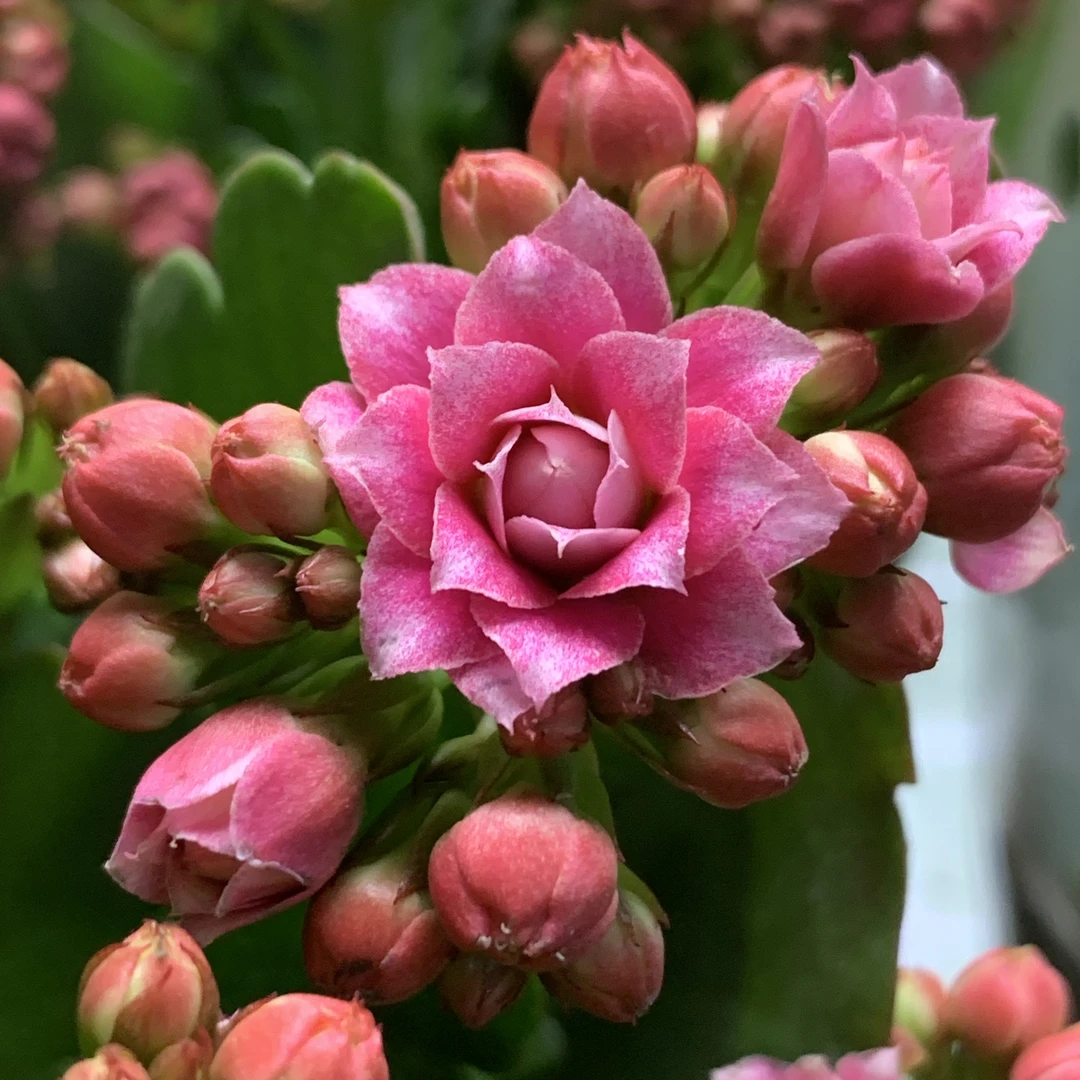 无品牌【胭脂雪】A110规格长寿花