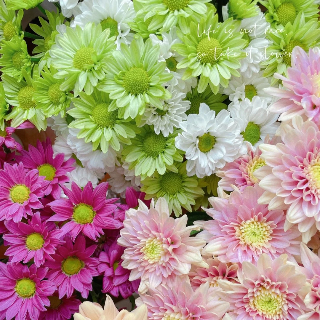 拉萨发货【小雏菊】多品种10支很多花头 花期超长