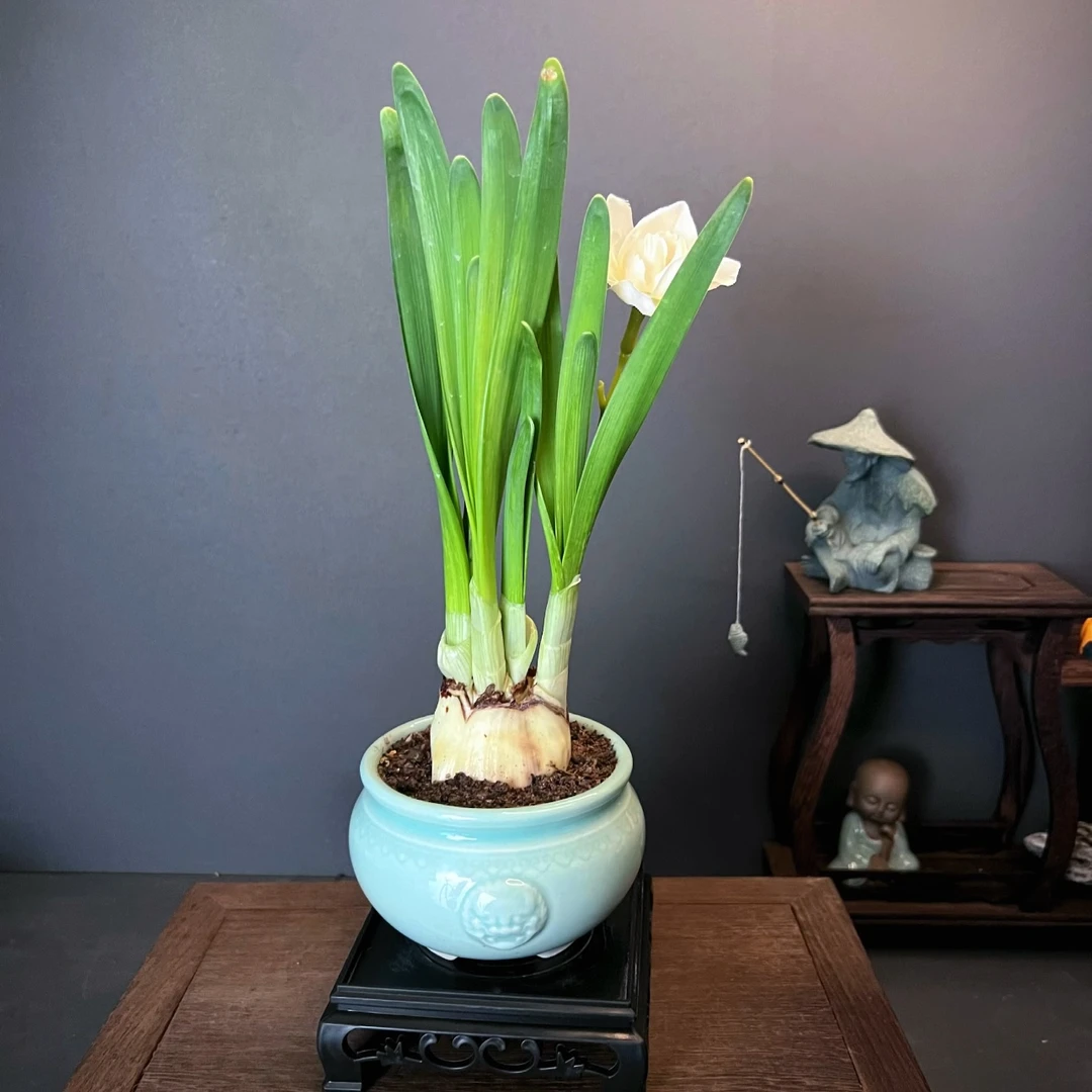 水仙花盆栽室内外阳台耐寒植物盆栽四季好养绿植南北方