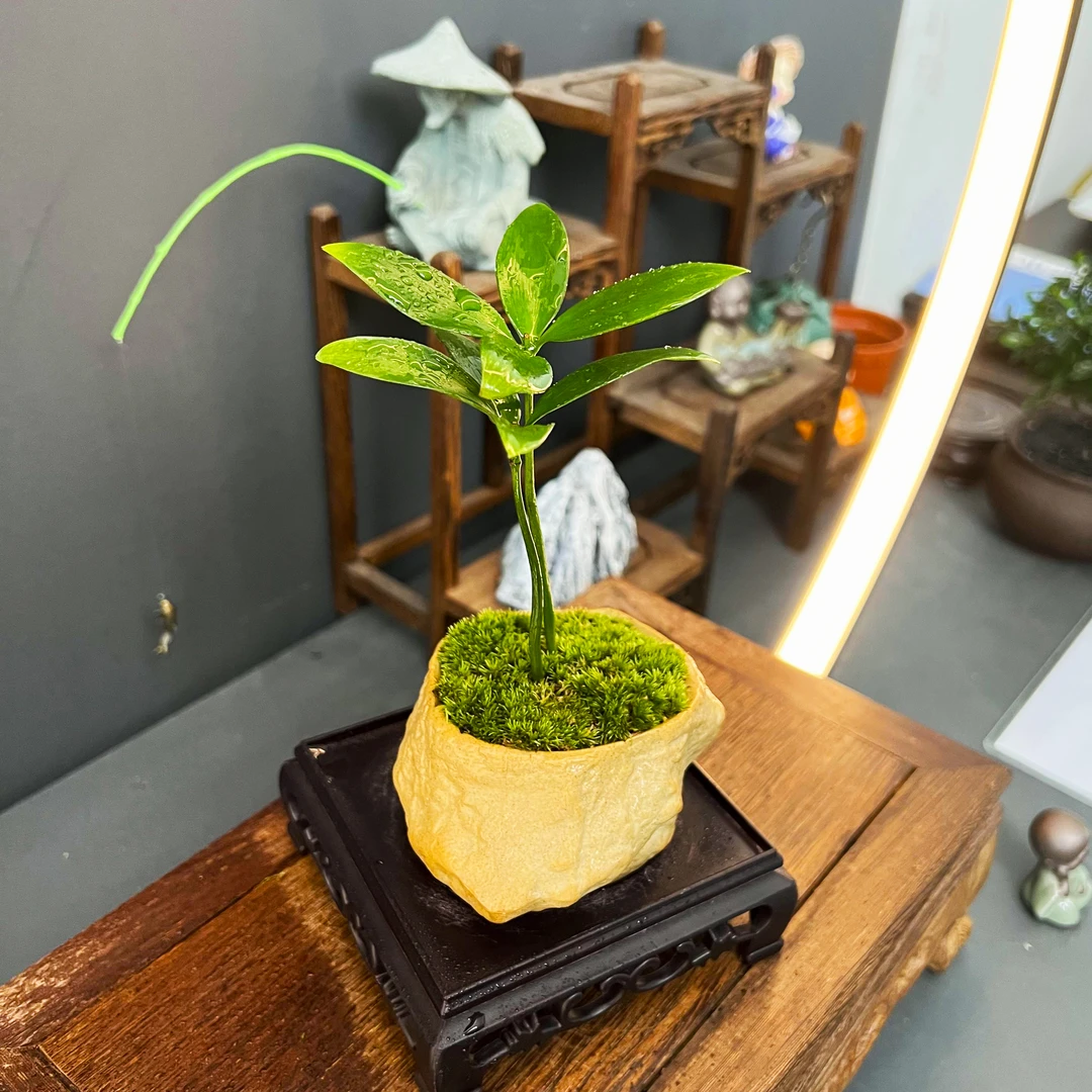 竹柏室内开花绿植花卉盆栽造型款植物好看好养盆栽