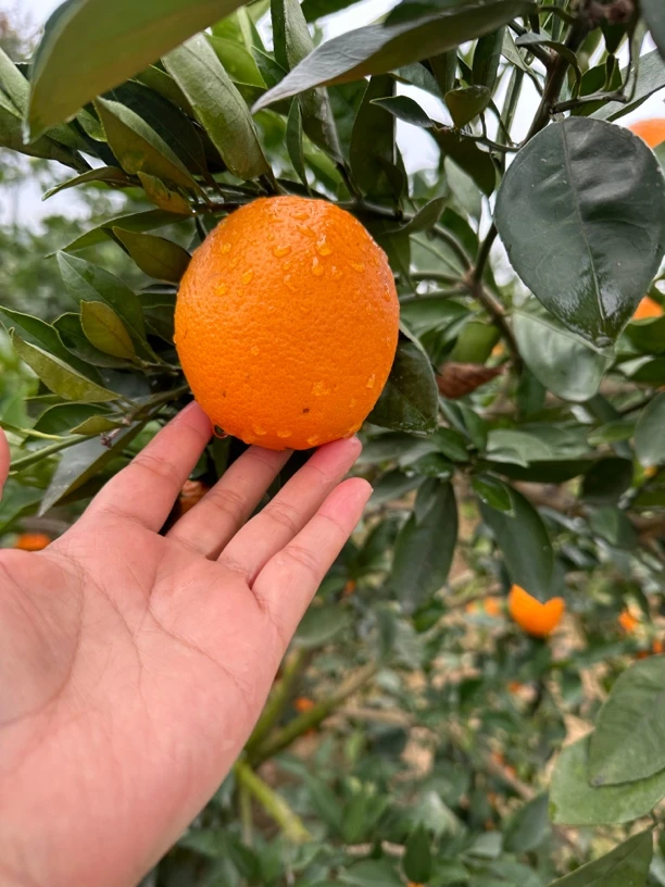 宜昌纽荷尔脐橙应季甜橙自家种植新鲜采摘5斤9斤装多汁