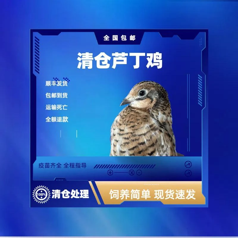 六十天以上成年宠物芦丁鸡下蛋鸡活体成年鸡活体保证公母每日下蛋