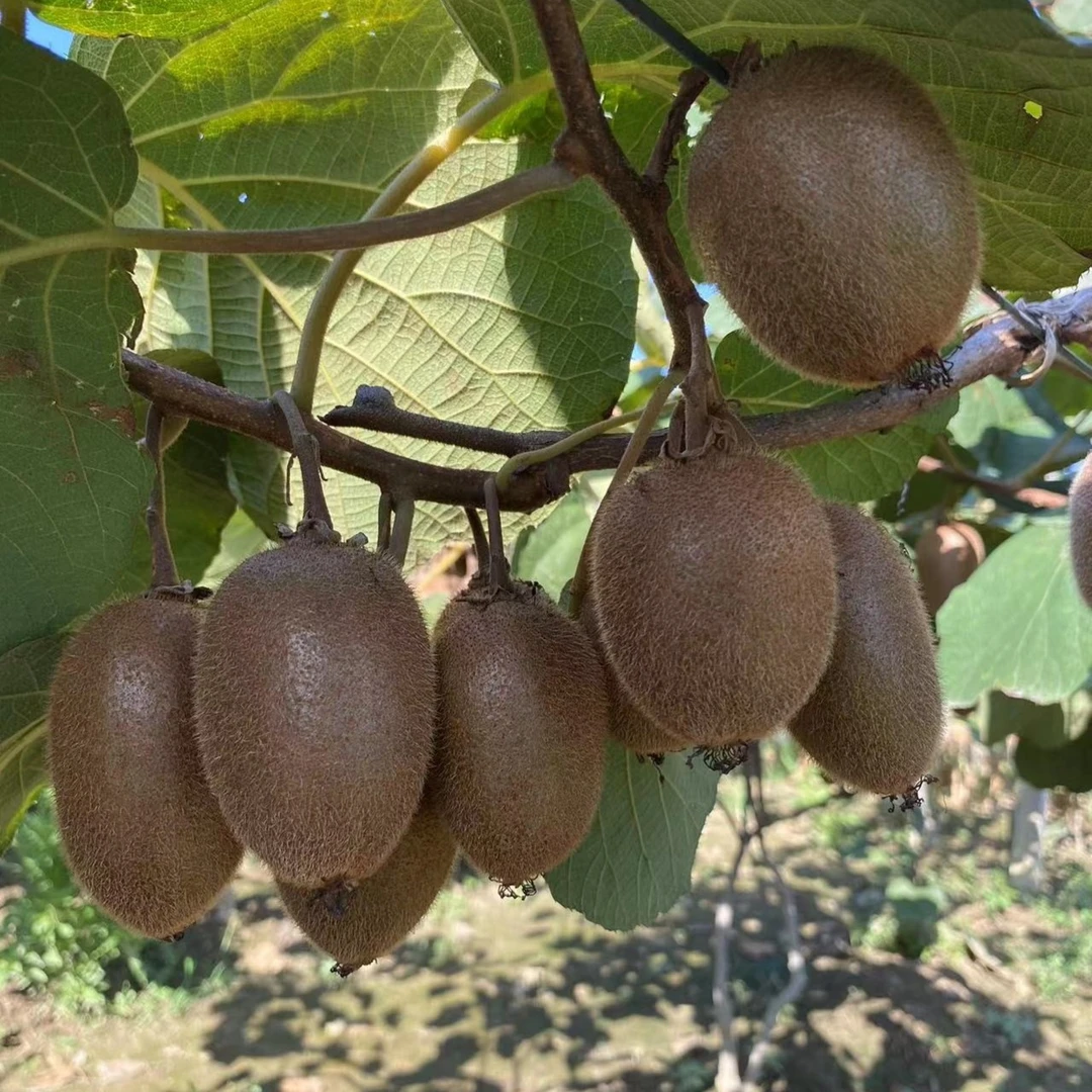 陕西周至精品翠香猕猴桃