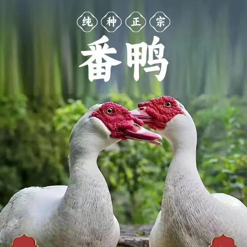 正宗苏北农家散养新鲜嘴鸭红头鸭洋鸭现杀现发腾鸭番鸭正宗老鸭