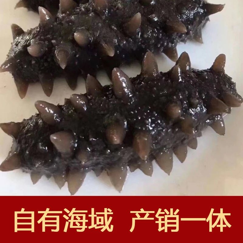 【7-12头】【蒸食工艺】Q弹口感正宗深海大连辽刺身即食海参500g