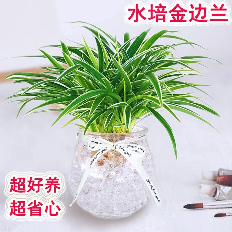 水培植物金边吊兰盆栽室内绿植花卉好养植物办公净化空气生长翠绿