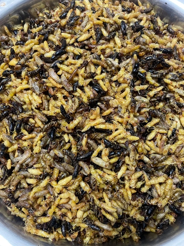 1234级油炸好蜂蛹混装