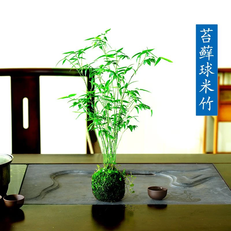 竹子红观音水培米竹苔藓球绿植米竹盆栽米竹盆栽好养室内