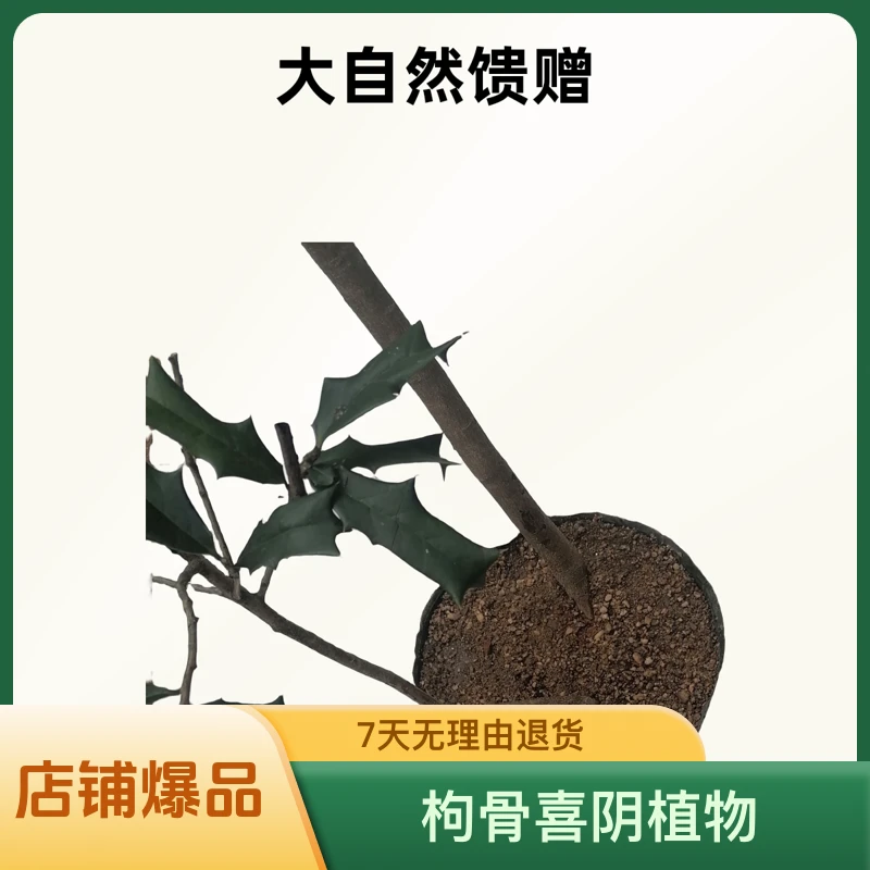 大自然馈赠枸骨喜阴植物才生桩盆景素材