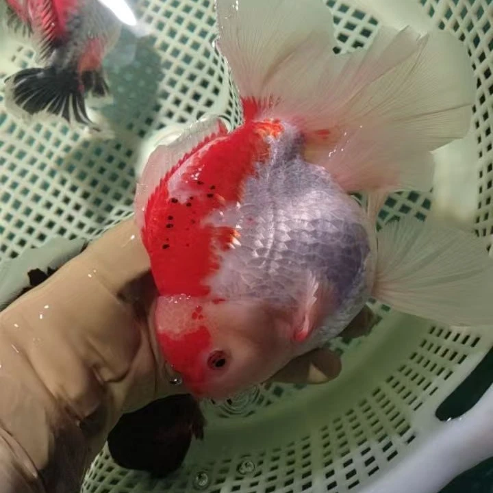 精品兰寿泰狮以直播为准