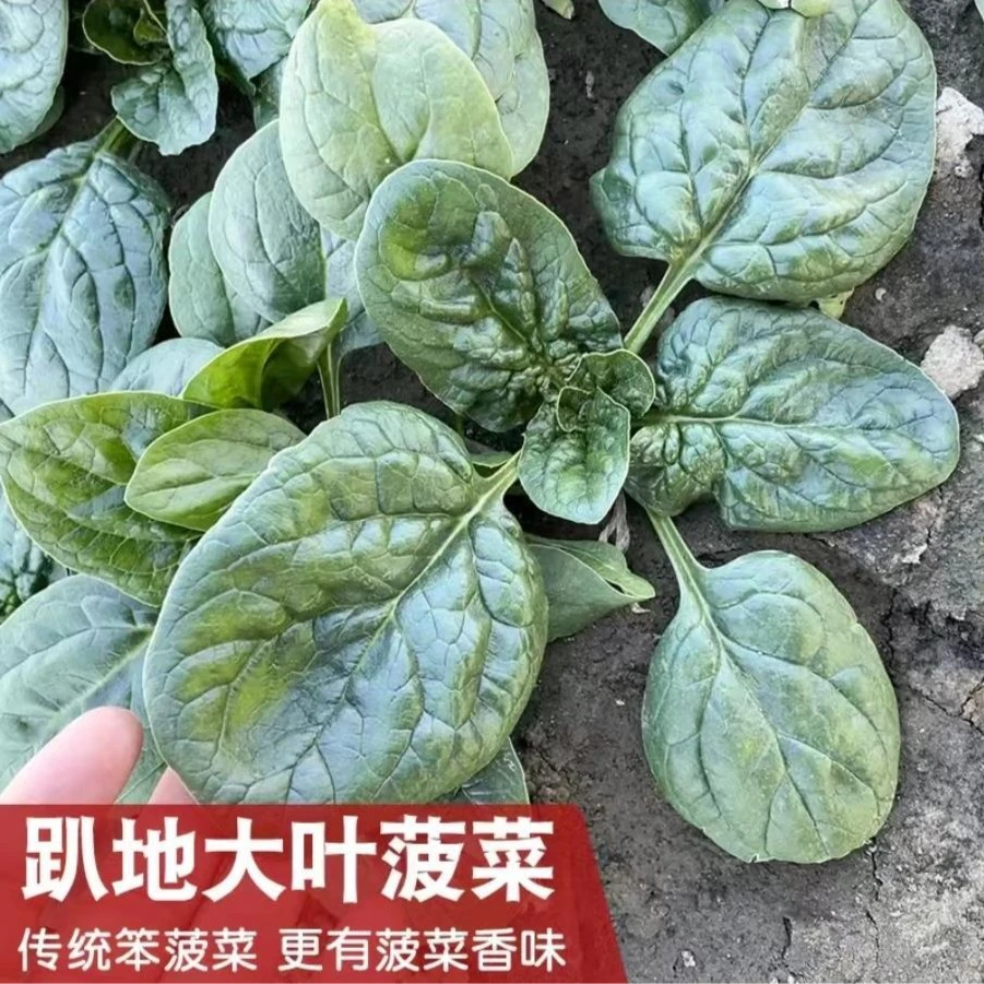 趴地菠菜种子短梗大厚叶耐热耐寒越冬爬地菠菜春夏秋冬四季播菠菜