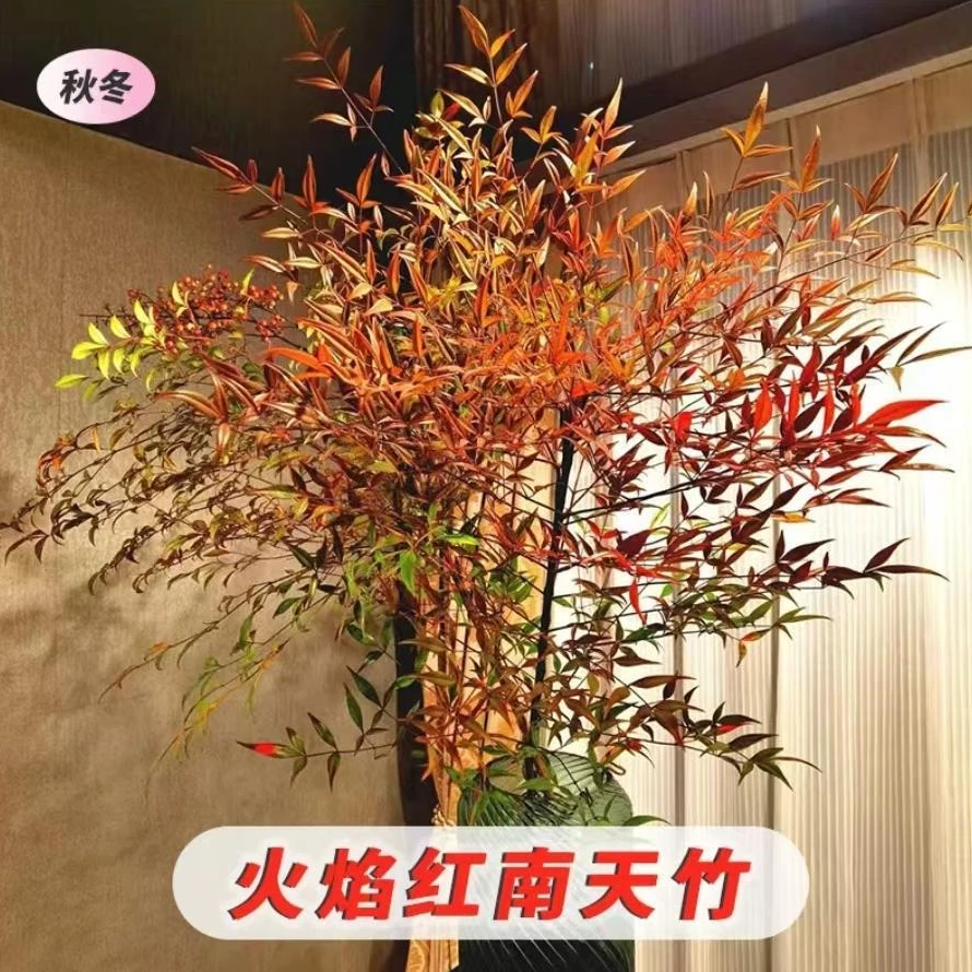 火焰南天竹盆栽观叶小盆景好养易活耐寒绿植书房茶桌禅意微景观