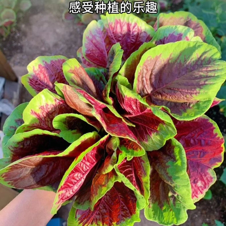 红圆叶苋菜种子四季盆栽阳台蔬菜种孑柳叶青苋菜汉野菜长寿菜种籽