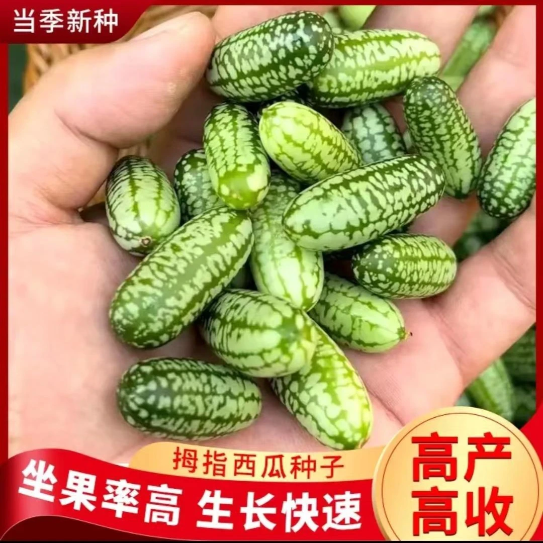 拇指西瓜种子小西瓜迷你蔬菜可吃四季阳台种植高产
