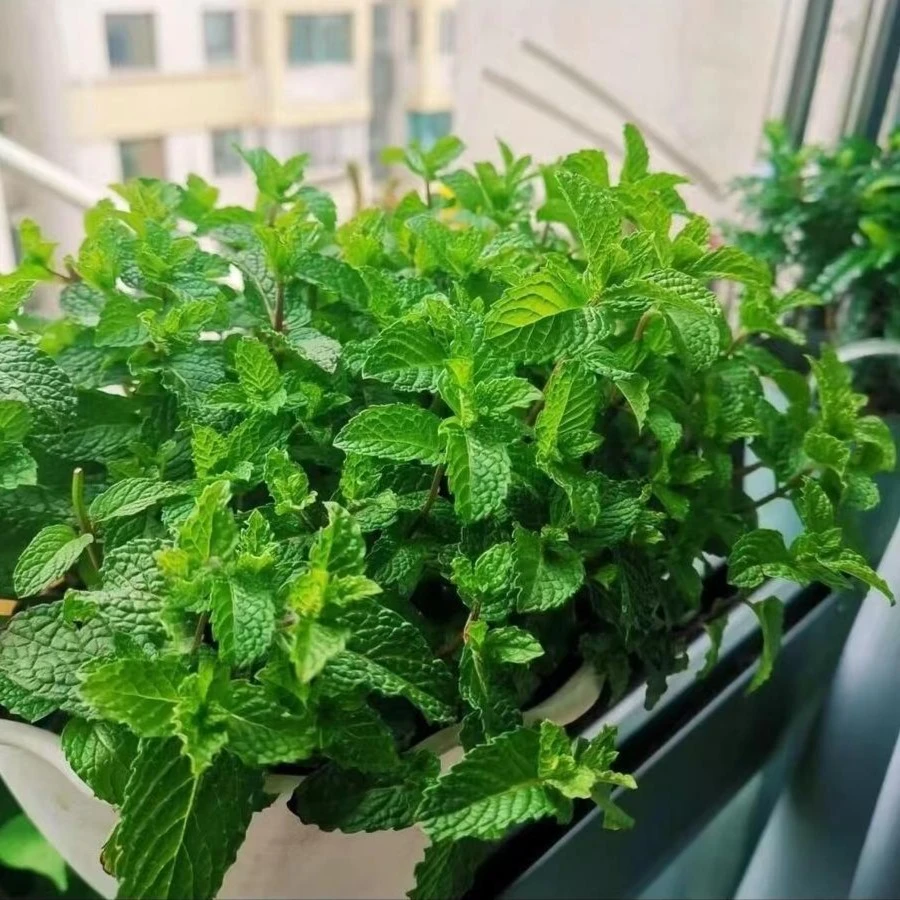 【食用薄荷种子】可调味室内驱蚊阳台盆栽地栽庭院花坛易种花种子