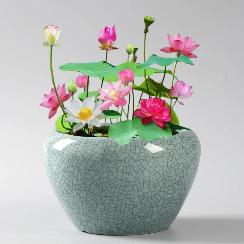 水培莲子种子盆栽水养无土水培莲室内绿植花卉莲花种子