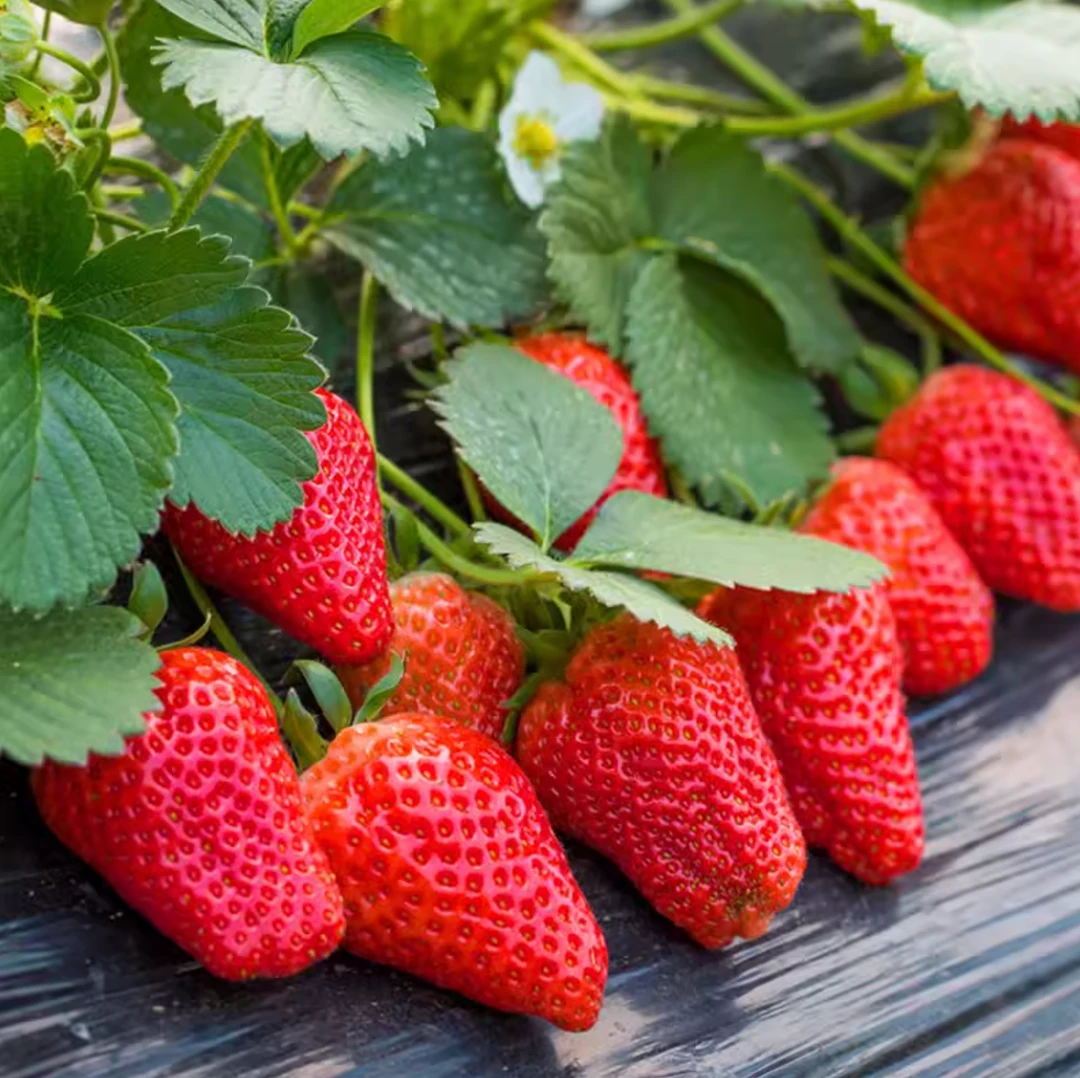 草莓种子家庭阳台盆栽四季易活奶油红草莓种籽子大草莓种籽白草莓