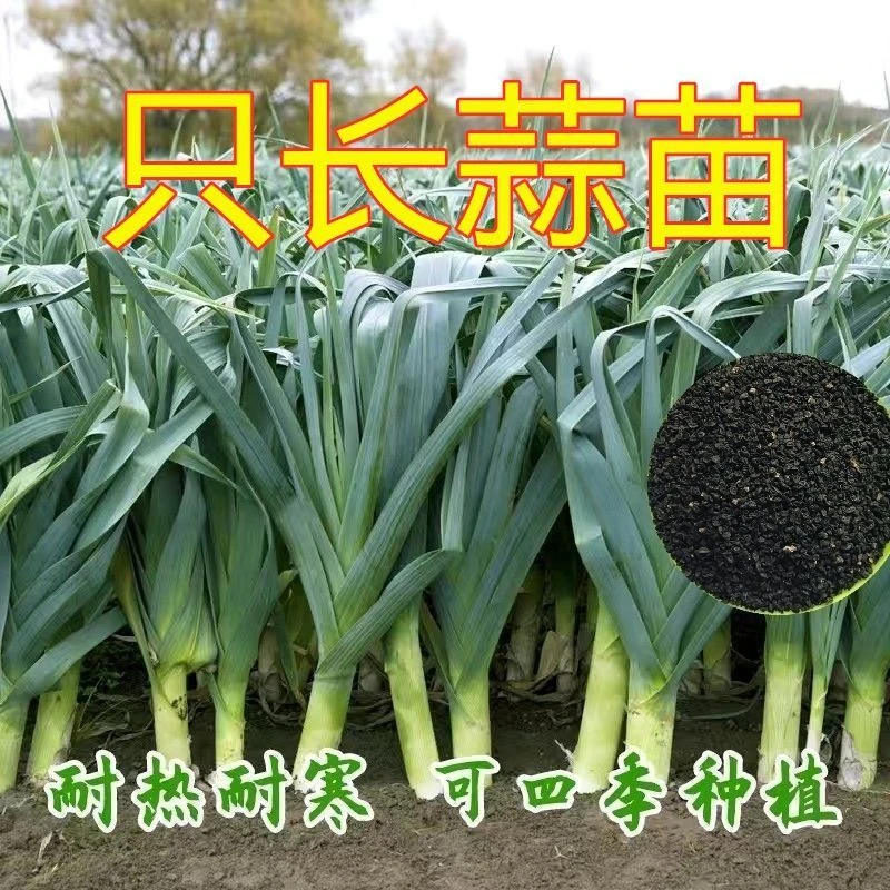 四季宽叶蒜苗种子四季青蒜韭葱种籽连续采收阳台农家大田蔬菜种子