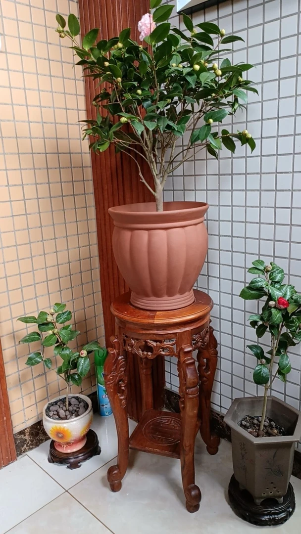宜兴紫砂花盆拍货链接