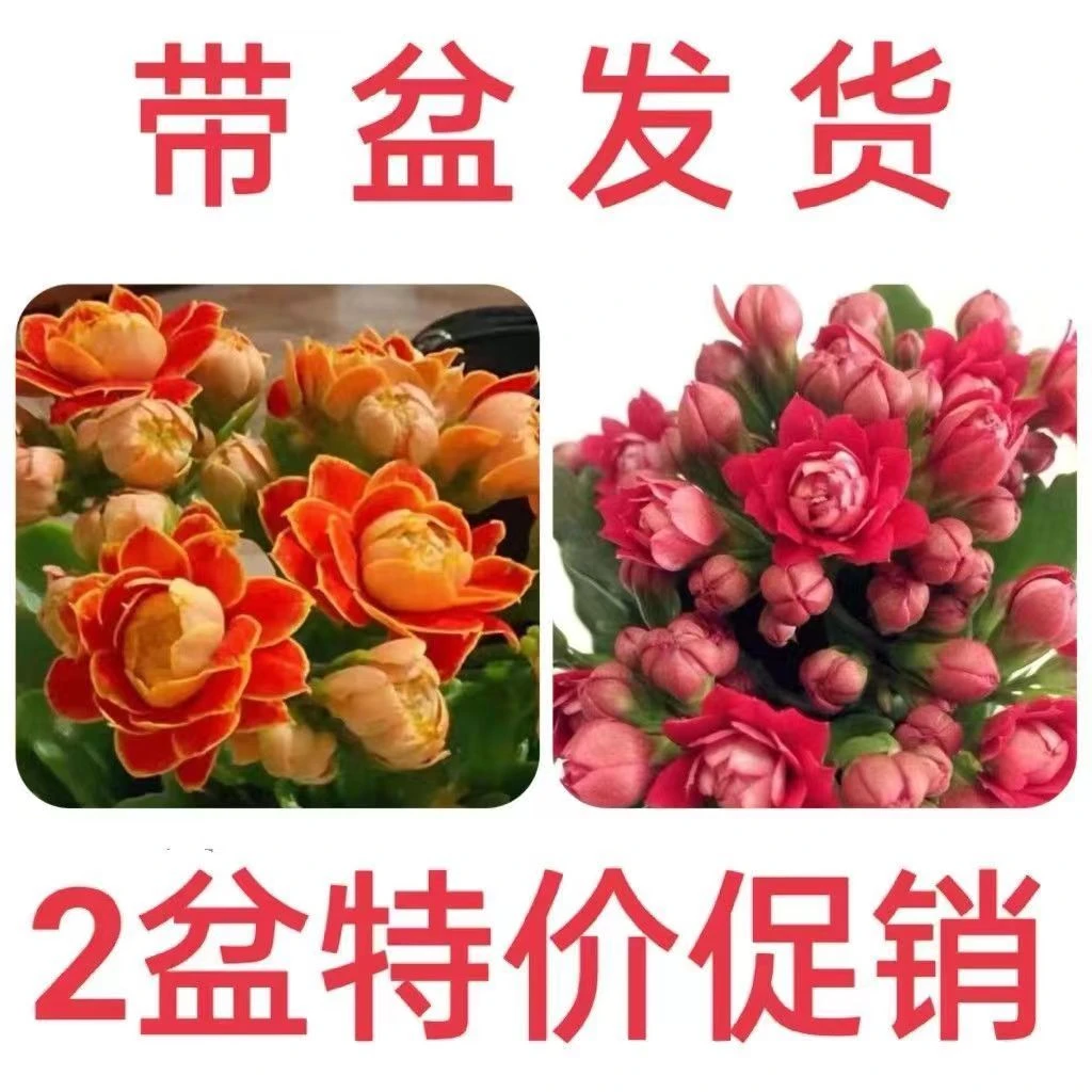 长寿花盆栽重瓣花大花长寿花苗带花苞花卉植物室内花稀有品种好养