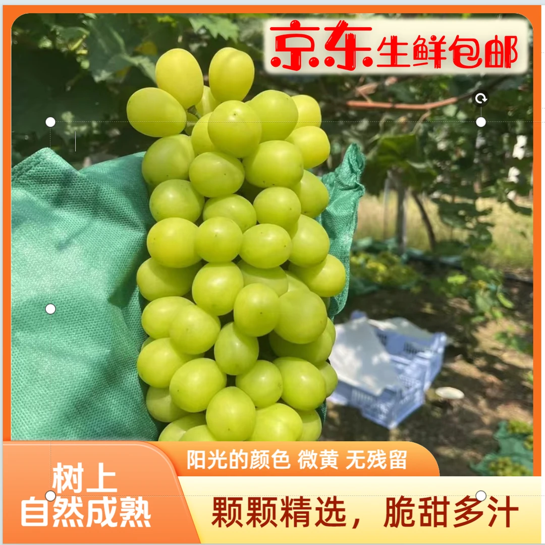 【特果 阳光玫瑰产地直发】黄金香印阳光玫瑰 自然成熟 香脆甜多汁