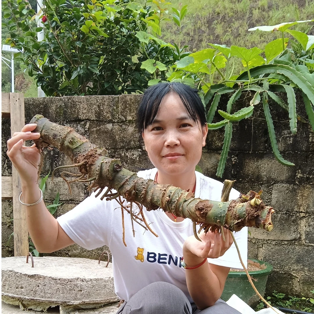 【勒茨菇】广西大山现挖勒茨菇   刺芋500克包邮