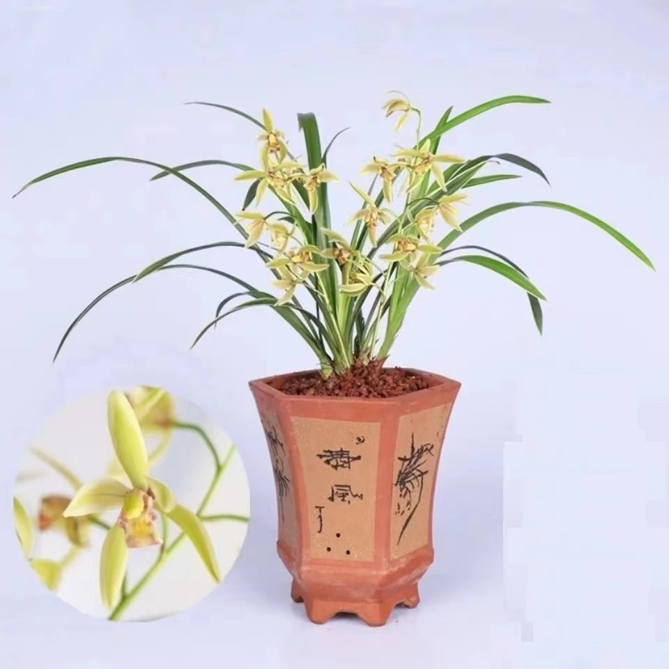 帝王妃 建兰四季兰夏 出售浓香好养绿植花卉盆栽