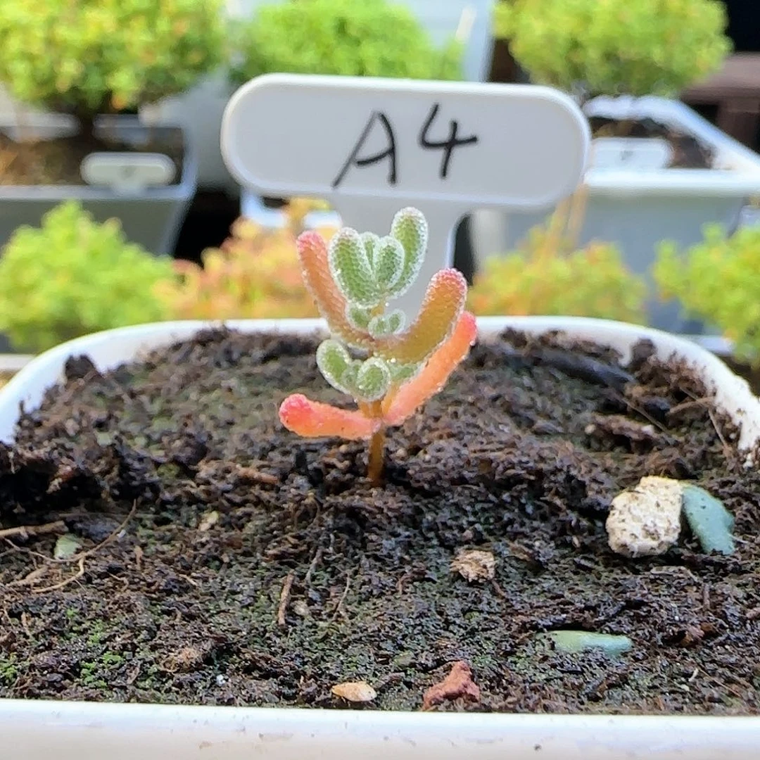 实生粉冰晶。。。。。