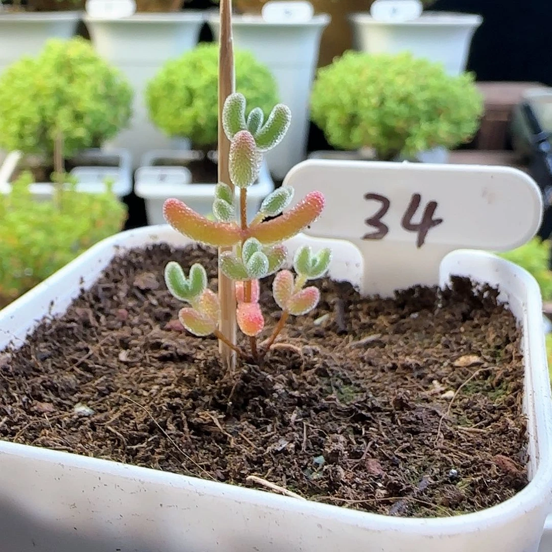 实生冰晶枝干番杏