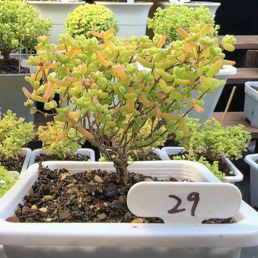 蜜橘糖球枝干番杏