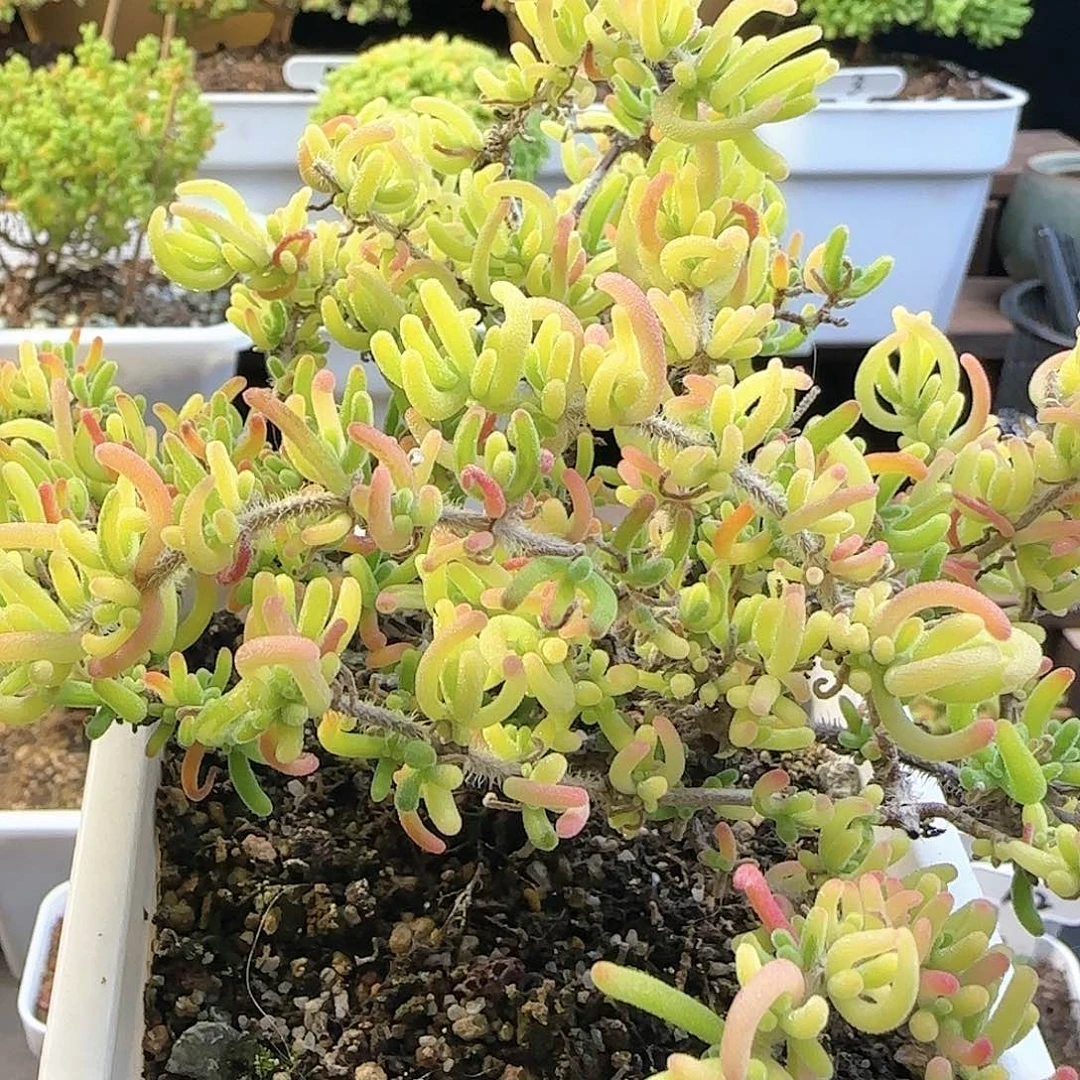 荧光兔锦。。。。。。。。