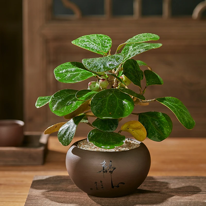 小盼菩提树小盆栽盆景带果室内禅意舍得桌面老桩绿植观果植物趣味