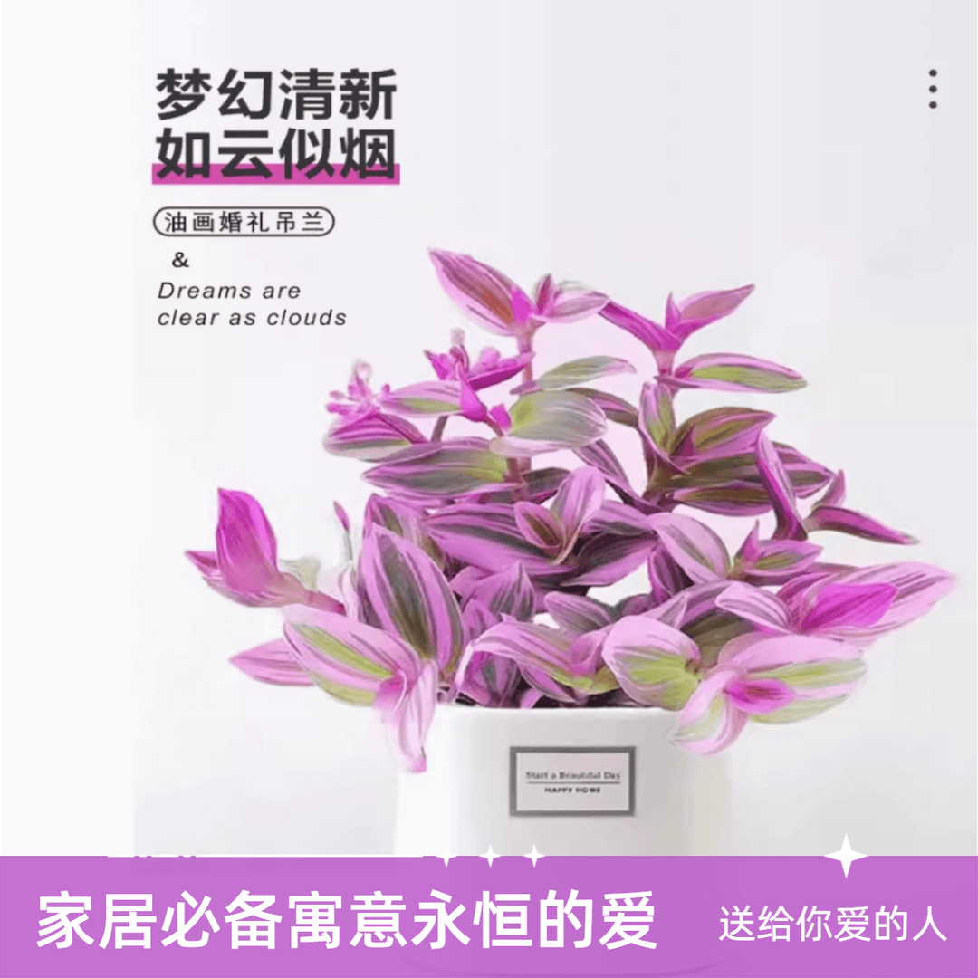 大盆油画吊兰四季油画婚礼吊兰鲜桌面花卉植物四季好养净化空气