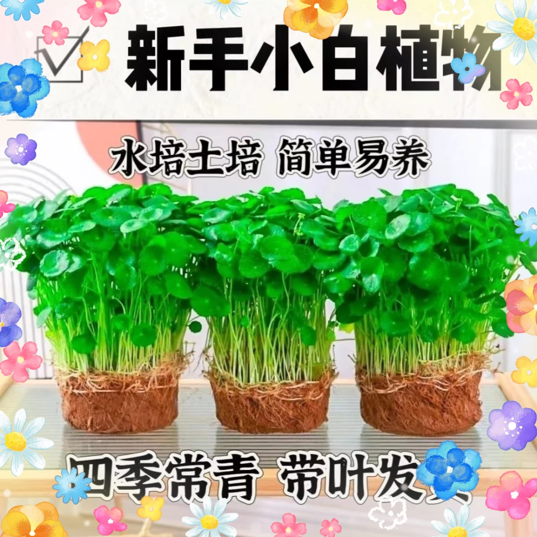 铜钱草一年四季水养绿植物盆栽家居发货桌面吸甲醛室内懒人养不死