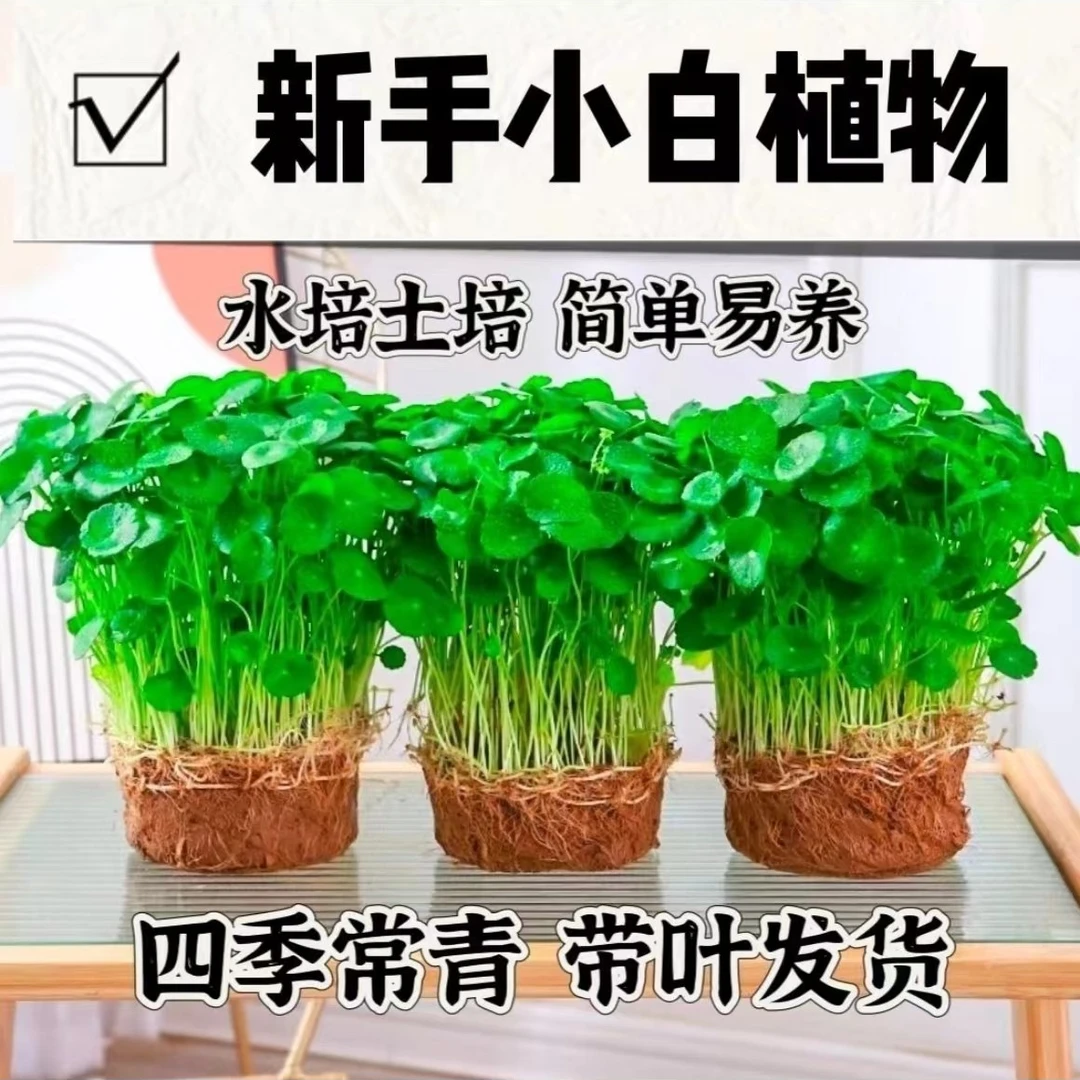 铜钱草水培花卉绿植绿植物盆栽家居发货桌面吸甲醛绿色好养不死