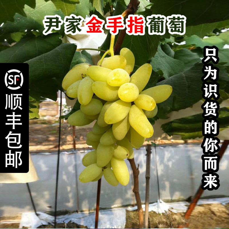 大泽山金手指葡萄4斤顺丰包邮新鲜采摘孕妇小孩水果