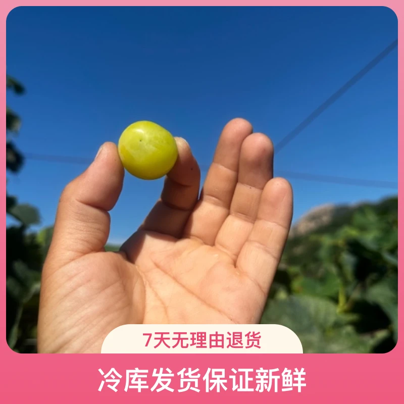 【大泽山】晴王阳光玫瑰太奶颗粒饱满口感香甜多汁皮薄肉厚现摘现发