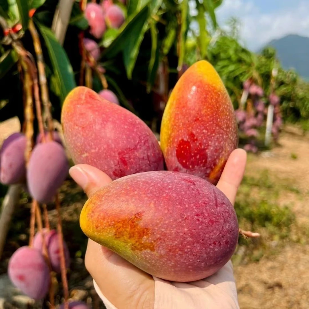 【催熟食用】海南贵妃芒果新鲜采摘热带水果 清甜多汁5斤/9斤净重
