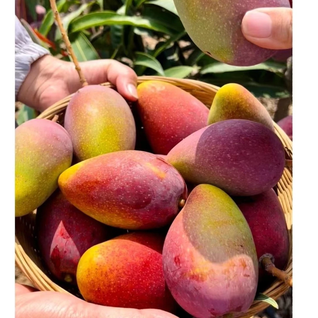 广西 贵妃芒 【催熟食用】5斤/9斤净重新鲜采摘热带水果 细腻多汁