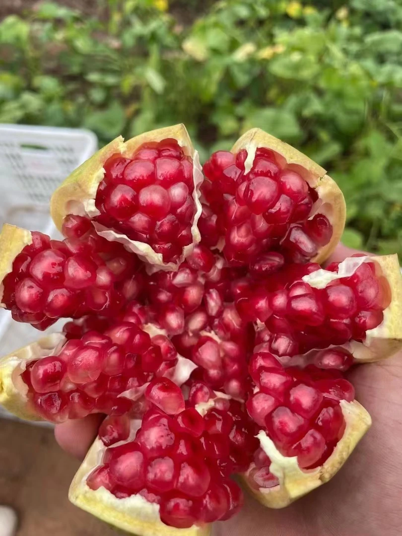 突尼斯软籽石榴小果3斤