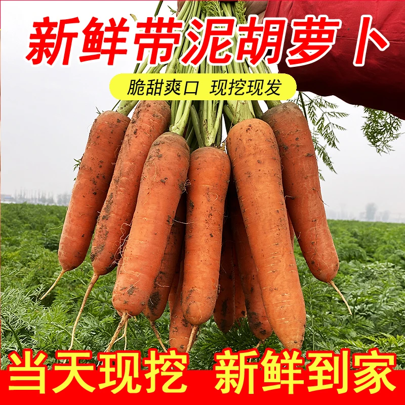 Y2【新鲜现挖】新鲜采摘胡萝卜溏心胡萝卜带泥发货5/9斤