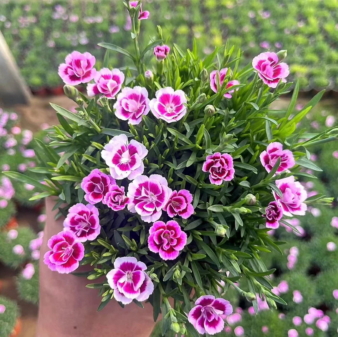 初吻欧石竹花苗四季开花草坪耐寒耐旱多年生庭院盆栽绿化易成活