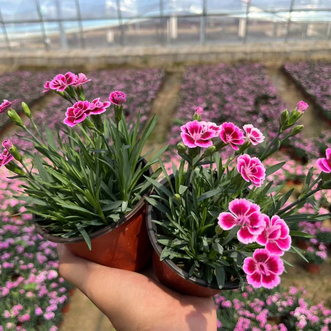 庭院绿化花草植物耐寒耐旱多年生地被石竹草坪苗花卉开花石竹初吻