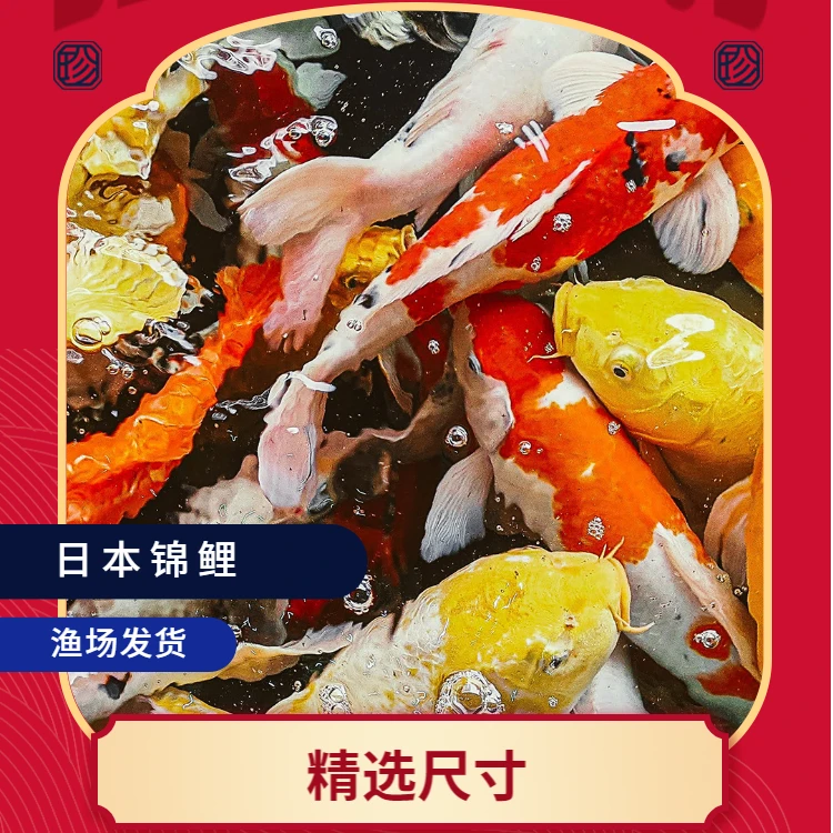 发财观赏鱼精品锦鲤顺丰包邮