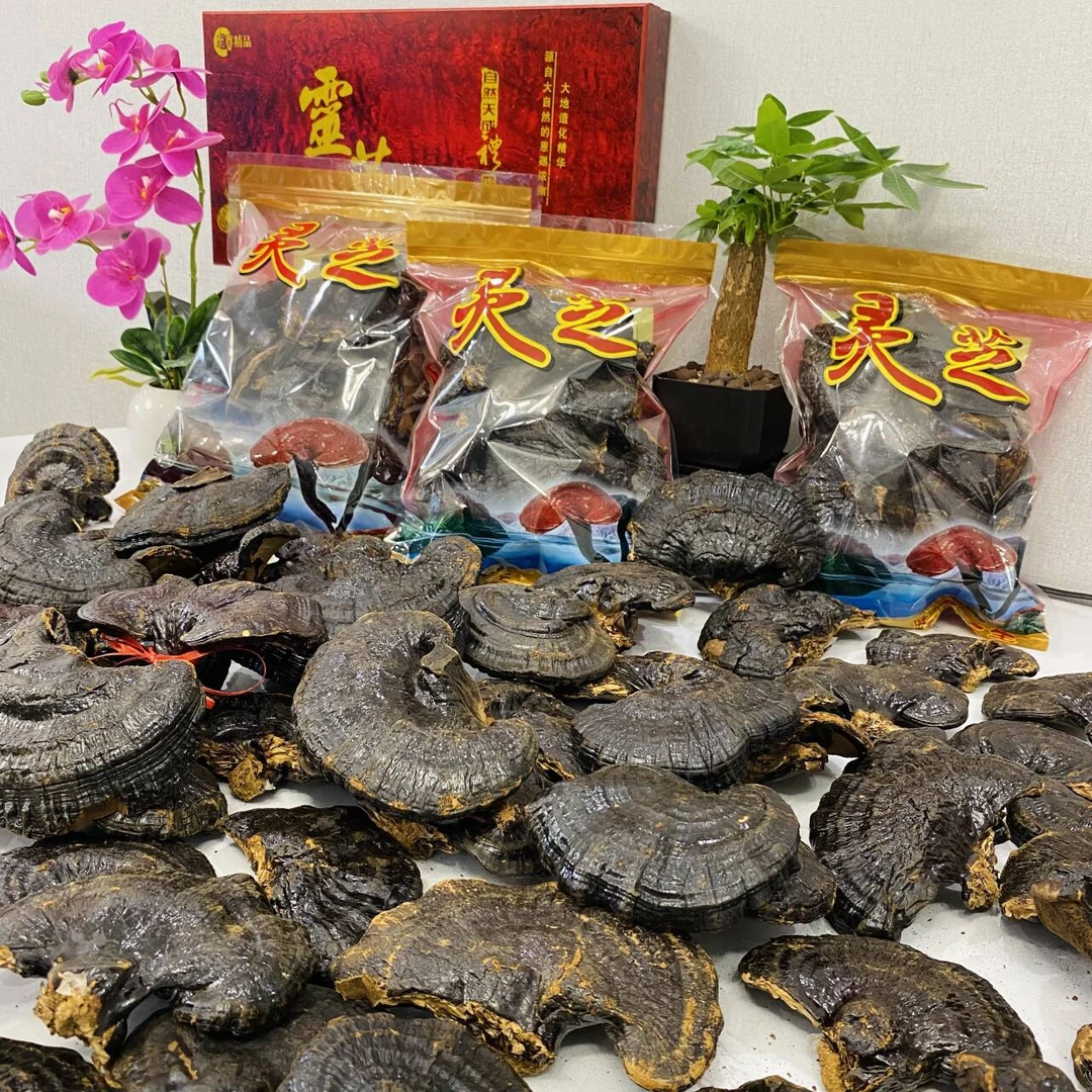 正宗黑灵芝 纯天然半野生灵芝 煲汤泡酒煮茶灵芝干货