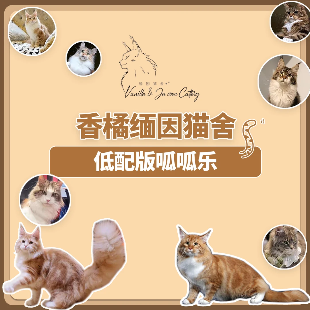 【香橘缅因猫舍小卖部】爱诺德猫罐头呱呱乐（低配版）