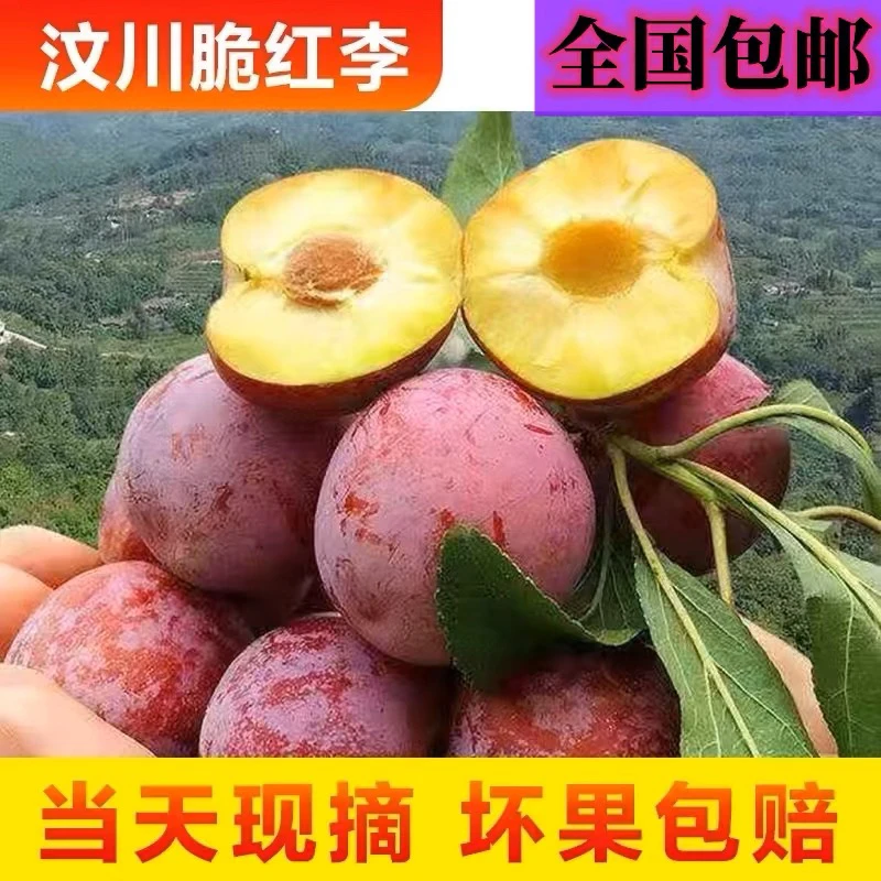 现货四川汶川新鲜脱骨红脆李脆甜冰糖李蜜脆李当季李子现摘现发