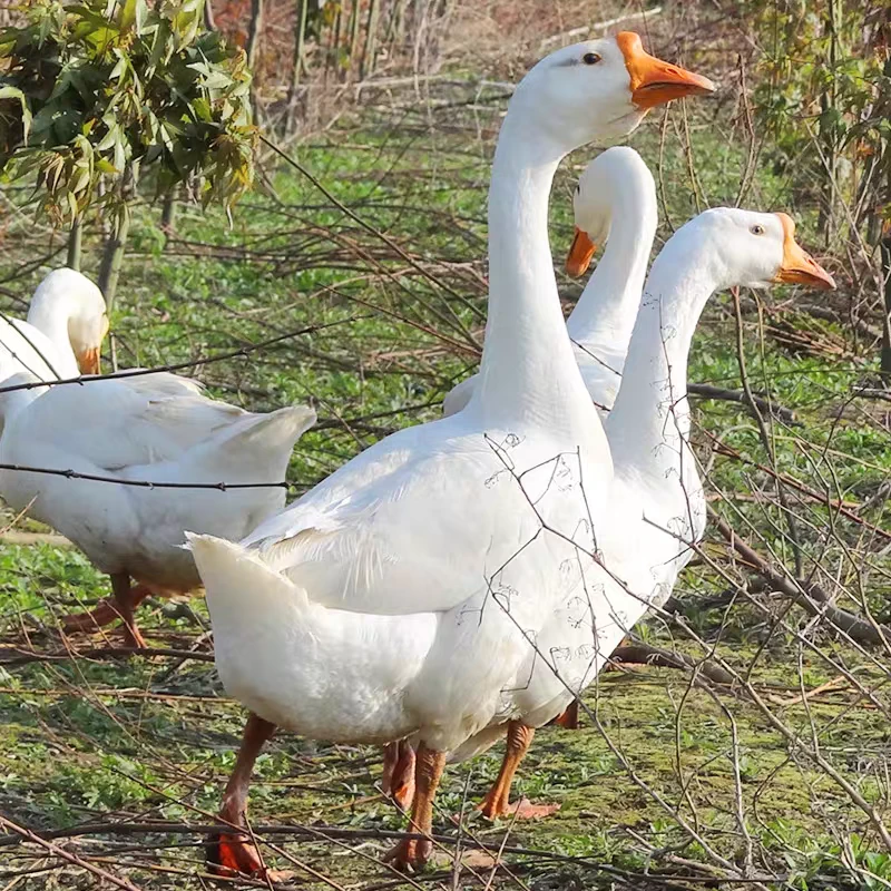 【2年老鹅】农家散养大白鹅清栏肉鲜有嚼劲煲汤带内脏