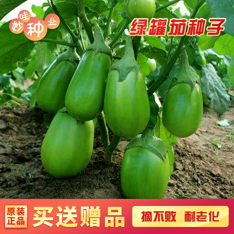 绿茄子种子茄子籽种高产四季蔬菜青茄子绿罐耐寒春季秋冬天菜种子